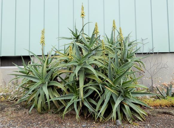 耐寒性 アロエ ストリアツラ 多頭 株立 大株 - 植物/観葉植物