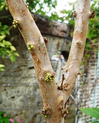 LADA様専用 小葉系 ジャボチカバ 蕾つき実生苗 植物/観葉植物 激安取扱