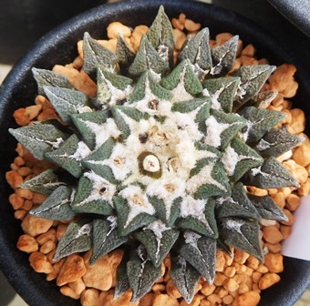 サボテン、黒牡丹 象足 実生