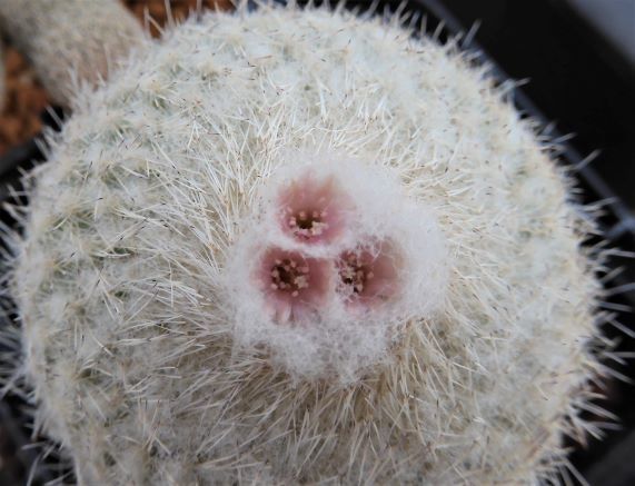 花の色が違っている 空cooパパブログ