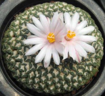 白花姫牡丹も開花: 空CooパパブログⅡ